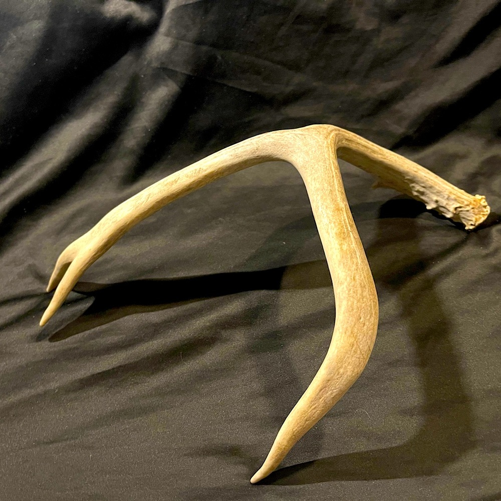Arts and Crafts  Beautiful Natural Deer Antler from NM